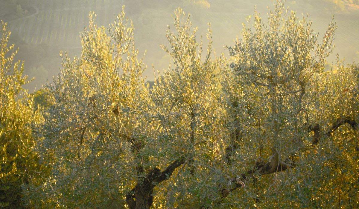 A Tour of Olive Varieties and Their Flavour Profiles