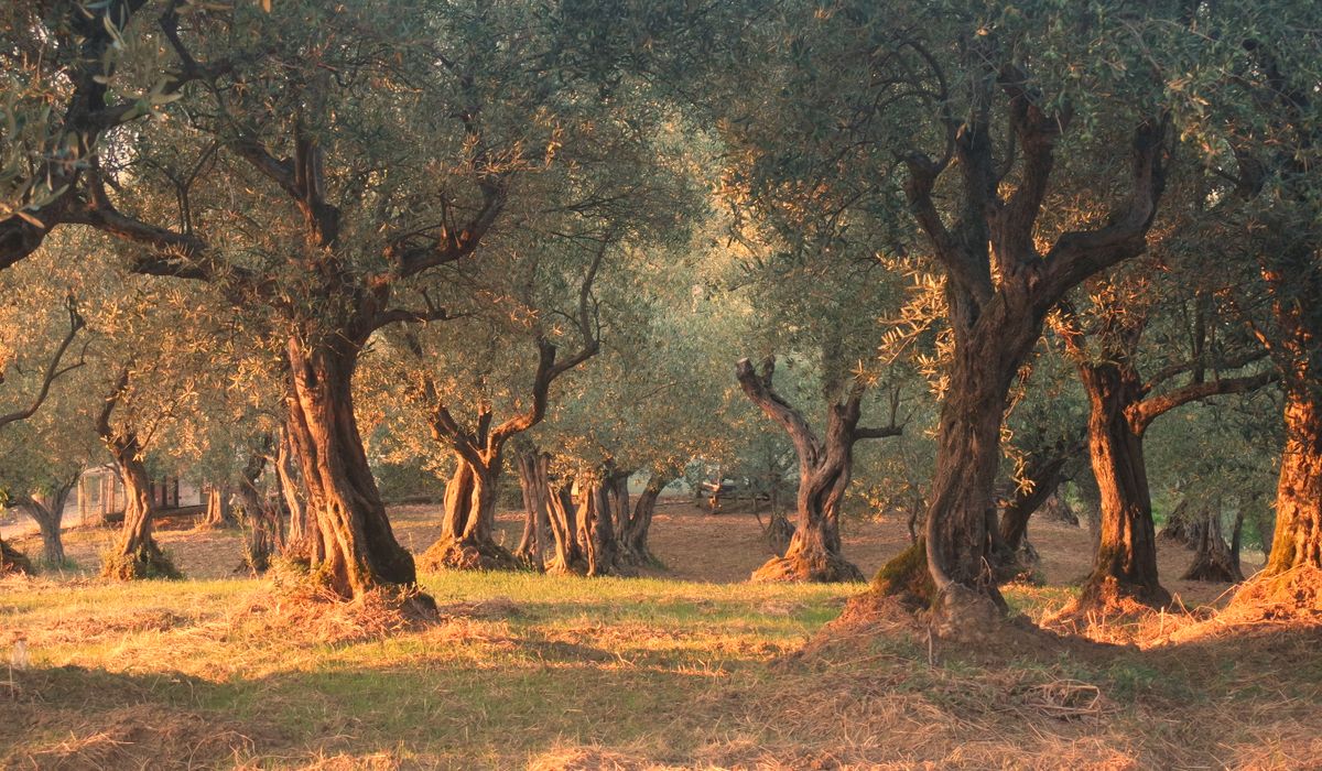 Choosing Olive Oil for Baking Cakes and Biscuits