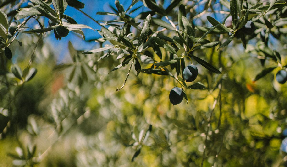 How Small Producers Make Cold-Pressed Olive Oil