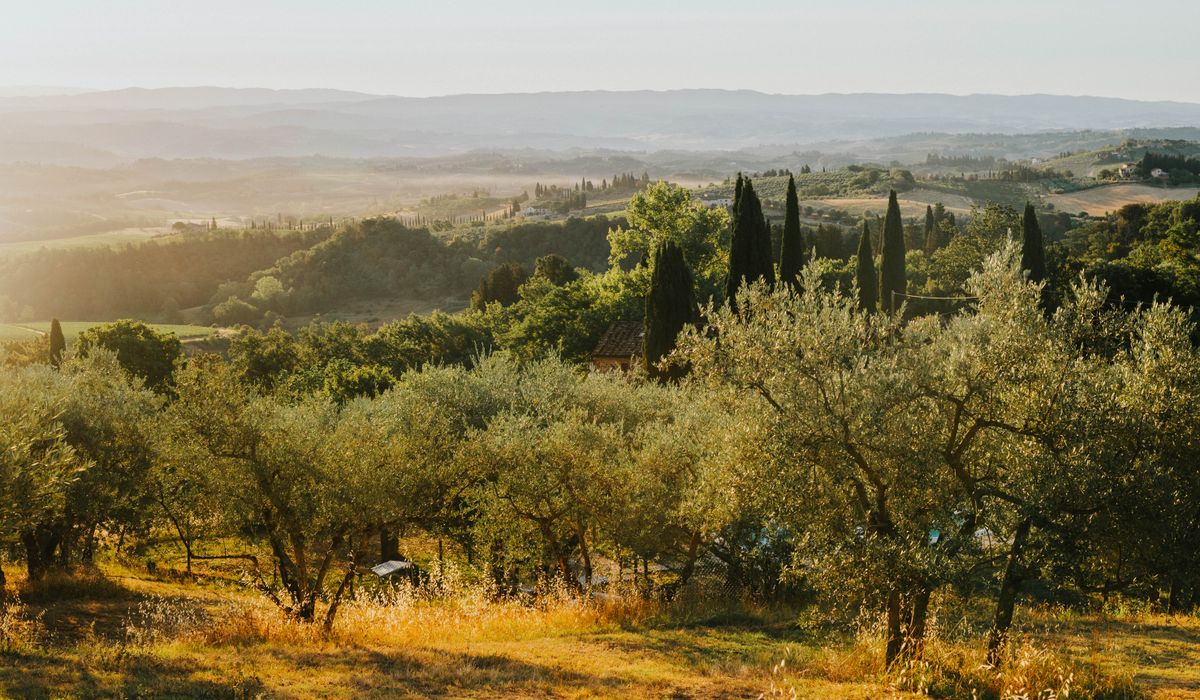 How to Infuse Olive Oil with Herbs Safely