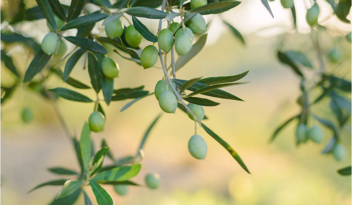 How to Make a Simple Olive Tapenade at Home