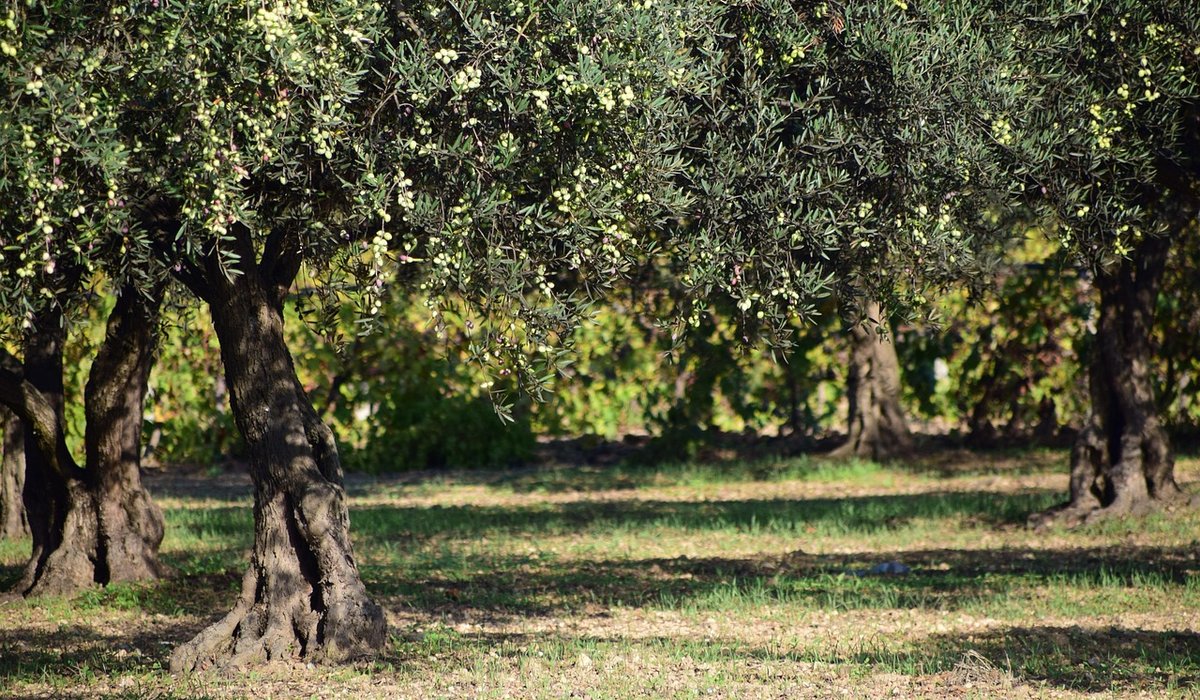 How to Pair Olive Oil with Cheese and Wine