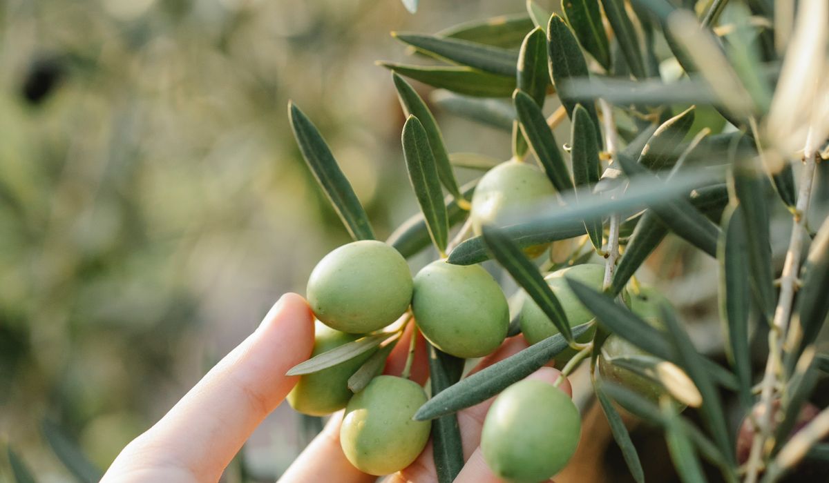 Matching Olive Oil Styles with Different Dishes