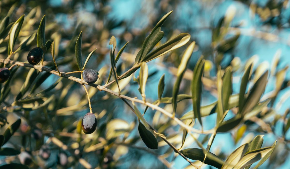 Seasonal Salads That Celebrate Mediterranean Ingredients