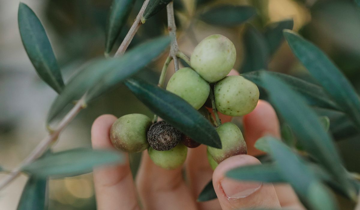 The Role of Olive Oil in Heart-Healthy Eating