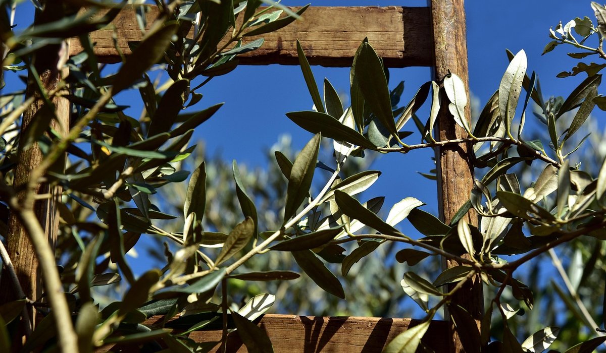Using Olive Oil in Mediterranean Vegetable Side Dishes